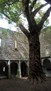 Muckross Abbey Yew